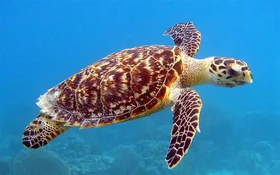 坦桑尼亚9人吃海龟肉中毒身亡:78人住院 千万不能尝试--快科技--科技