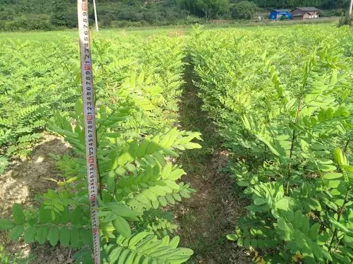 泓森槐——速生硬材树