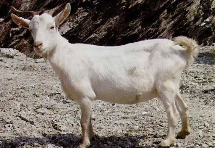 走陡坡如平地,肉皮奶均为上品,产于河南的这个羊,为啥不多见了