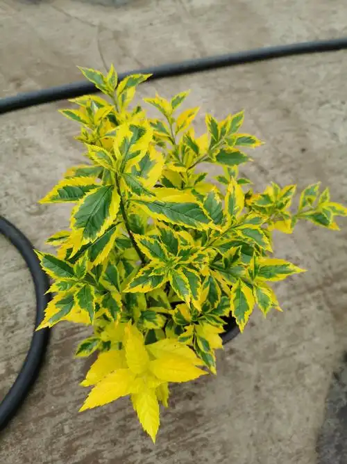 好养金边连翘植物盆栽四季金黄色多年生木本绿植