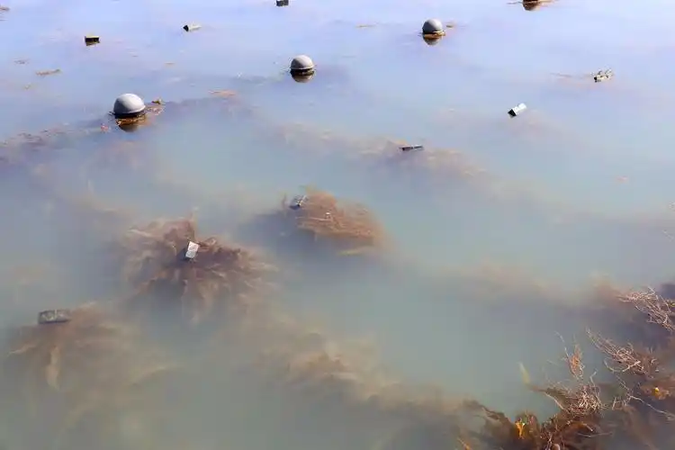 吃过海带的人知道它在海里是怎么生长吗不打药不施肥也需管理