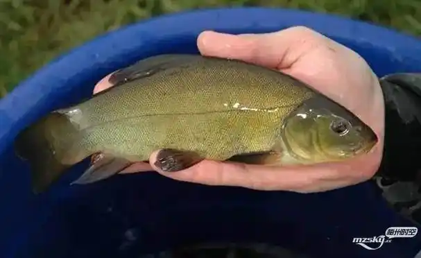 盘点世界顶级食用鱼 中国特有黄唇鱼全球最贵