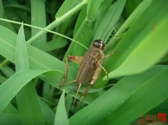 画家必备资料库(87):常可入画的昆虫:蟋蟀