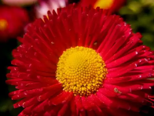 各式各样的花争奇斗艳