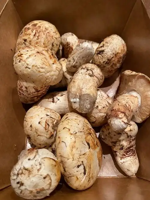 看看我的这款是真假松茸