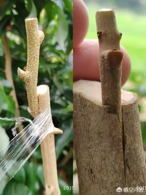 看嫁接果树很简单,但为啥嫁接不活呢?