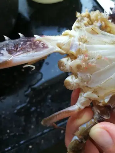 螃蟹上这个东西是寄生虫吗