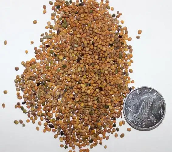 薰衣草各色系种子