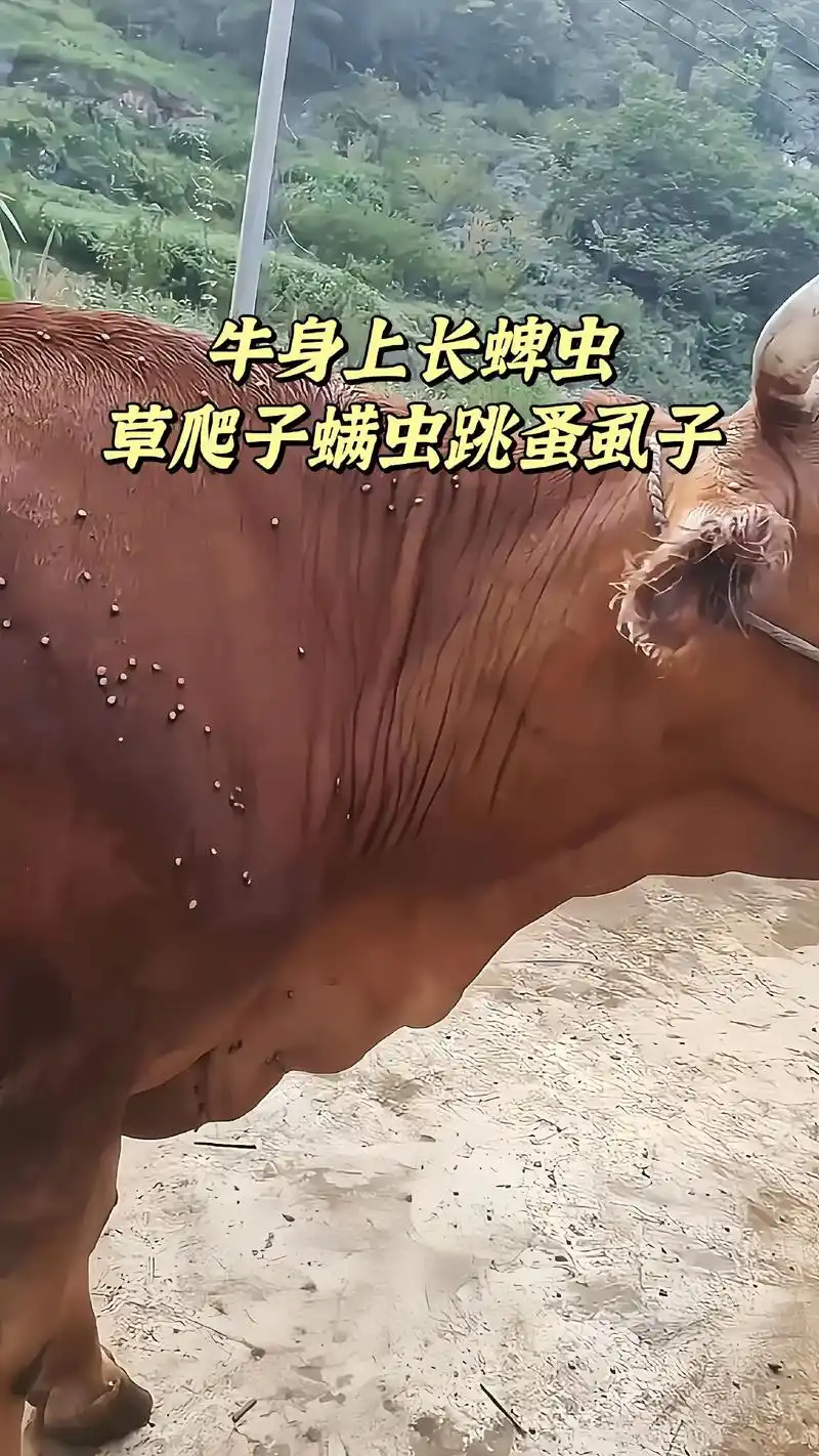 用这个全中净,兑水60斤,给牛喷洒喷湿喷透,蜱虫螨虫虱子跳蚤疥螨都