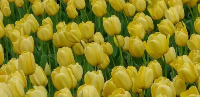 黄色郁金香花语和寓意