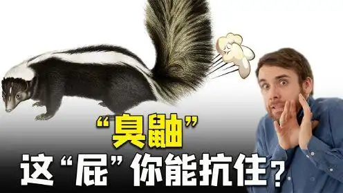 "臭鼬"为何是世界上最臭的动物?真辣眼睛