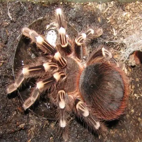 爬宠巴西巨人白漆白7头白膝头蜘蛛新手活体宠物 4-5厘米无套餐【图片