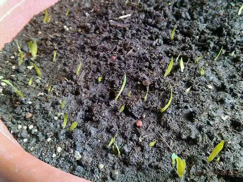 刚出芽的蝴蝶兰叶子什么样