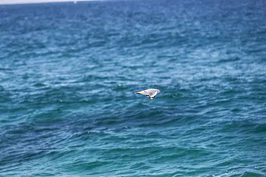 海平面飞翔的海鸥