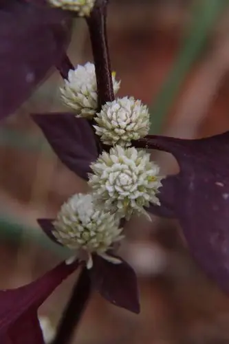见闻红苋草花开如繁星漫天