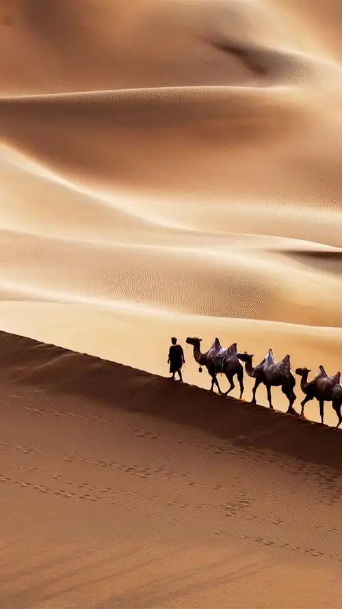 新疆,库姆塔格沙漠,骆驼 5k