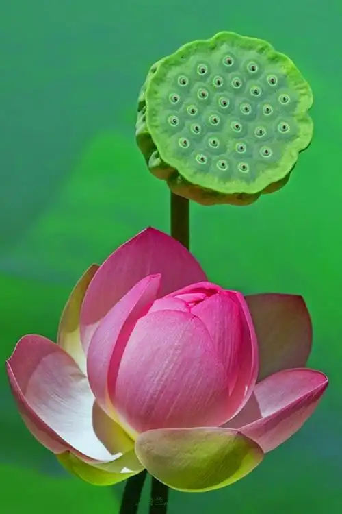 唯美好看的莲花图片莲花荷花风景图片欣赏