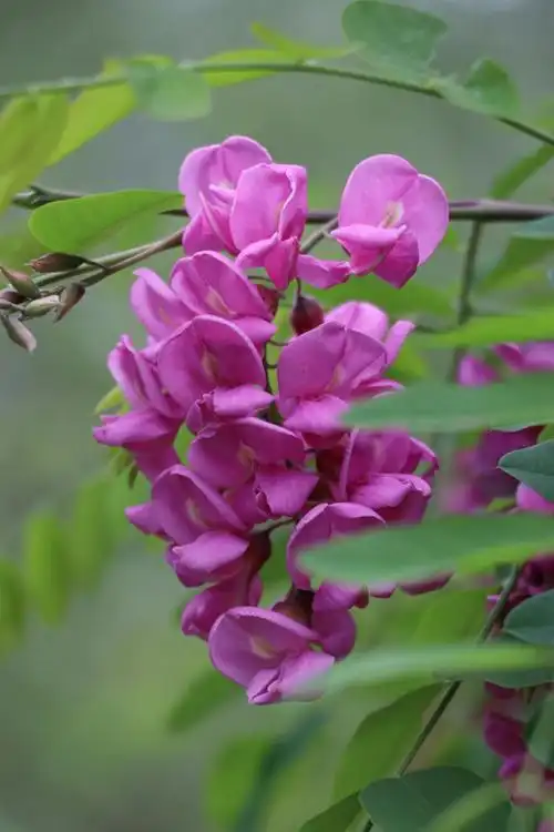 秦岭山中的槐花依旧红