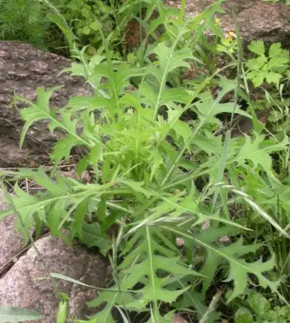 草鞋青的功效与作用_美健品健康网