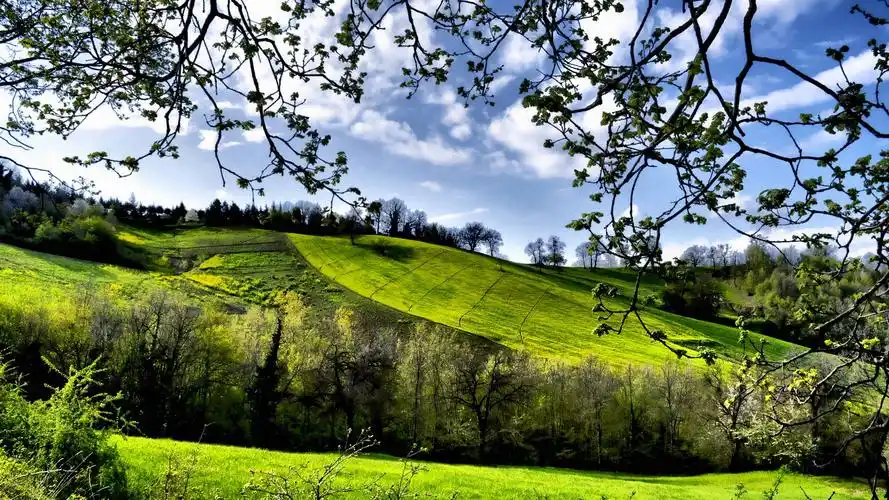 春天的景色,田野,树木,绿化 iphone桌布