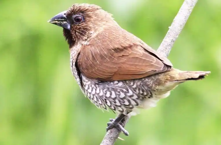 江西石城常见野鸟