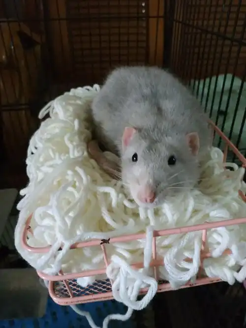 养宠物花枝鼠是一种什么样的体验