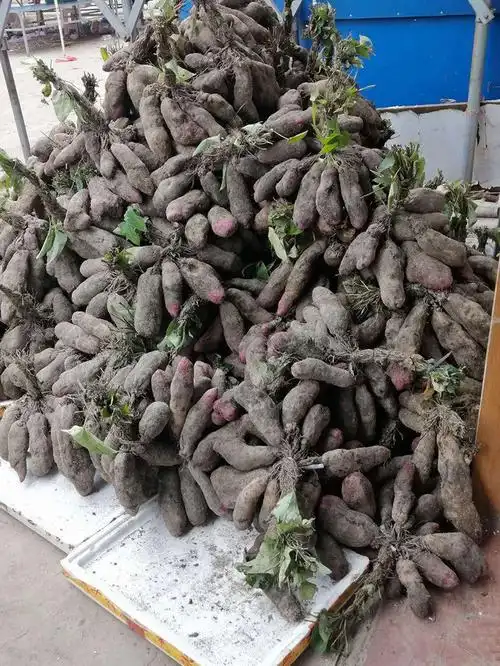 紫山药新鲜脚板薯当季番薯紫色大毛薯粉糯红薯子江西农家自种山药 3斤