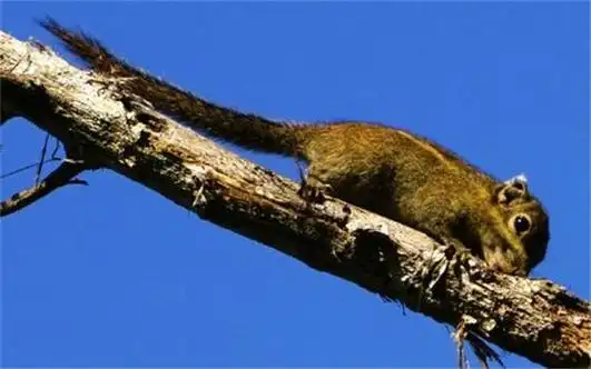 data-lemmaid="145550">欧洲 /a>有一种老鼠,它的尾巴有再生的功能