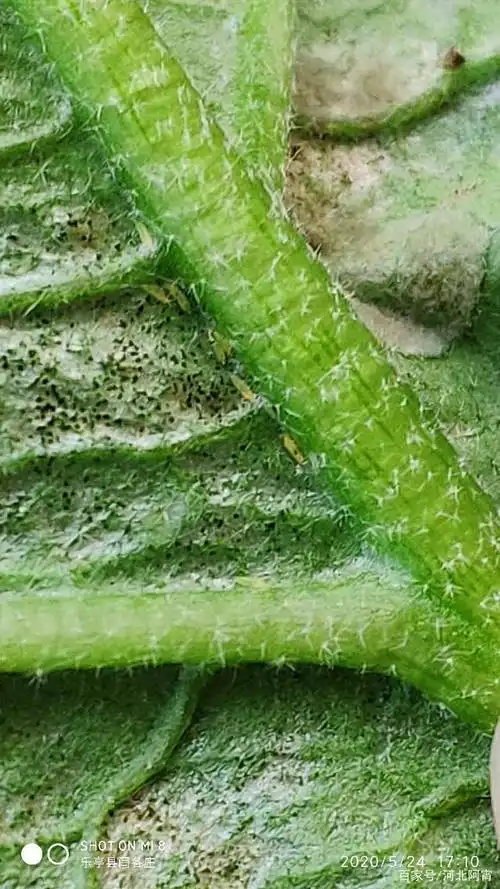 大棚茄子蓟马的危害以及防治要点