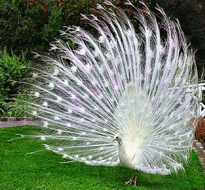 [原创] 七绝:孔雀 /吴焱金