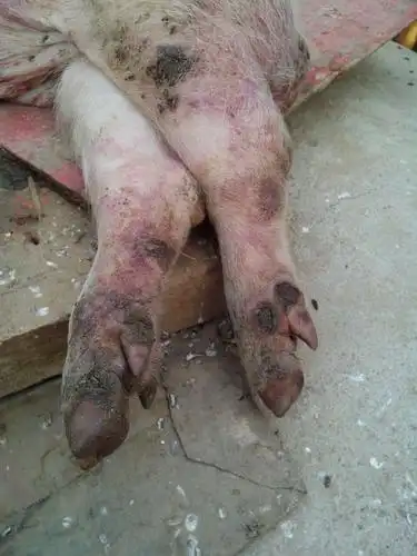 猪病问答请问这是是什么病这图片都是一个猪的