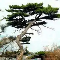 中年女性微信头像松树【点击鼠标右键下载】