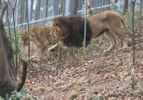 2021马鞍山大青山野生动物园