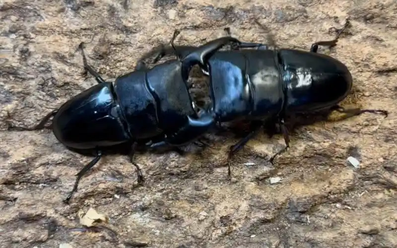 104巴拉望巨扁vs99.7苏门答腊巨扁(老三之争)