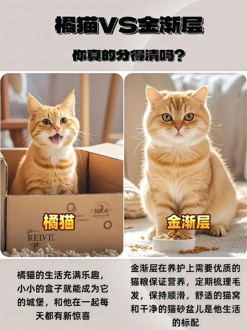 橘猫vs金渐层你真的分的清吗.橘猫是亲民的欢乐制造机经典,曾
