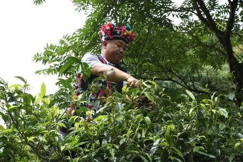 哈尼族彝族茶人忙了起来.