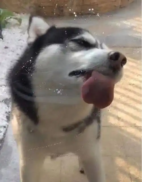 原创哈士奇舔玻璃屏幕无比陶醉主人一瞅笑出鼻涕泡