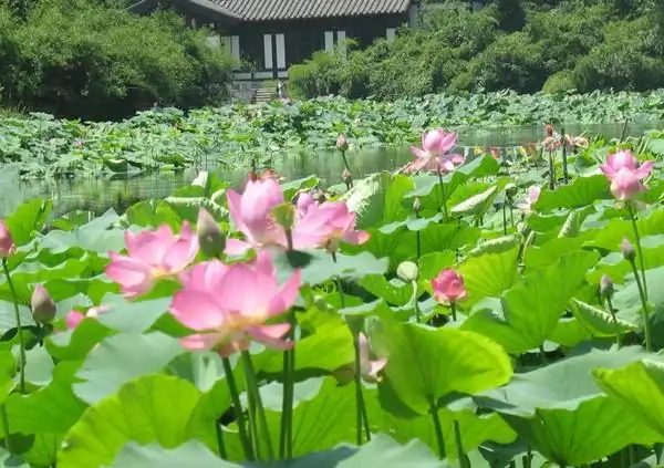 夏季赏荷正当时 享受荷塘月色的美景