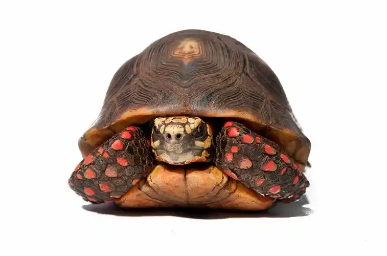 红腿龟