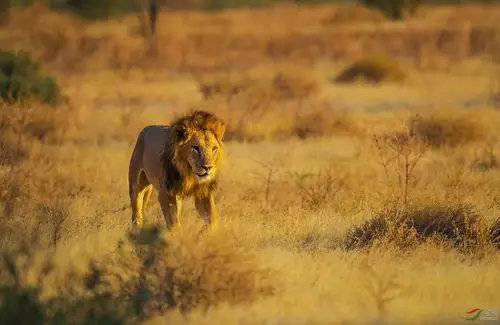 非洲草原雄狮