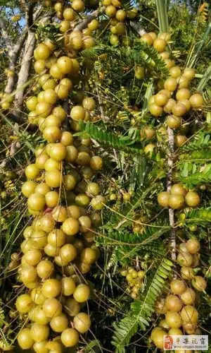 神奇果子——牛甘子