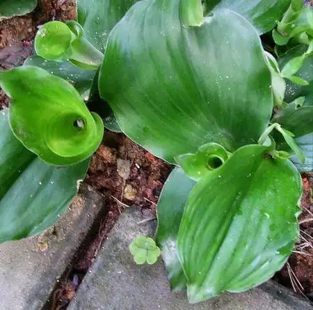 山奈香芽草图片