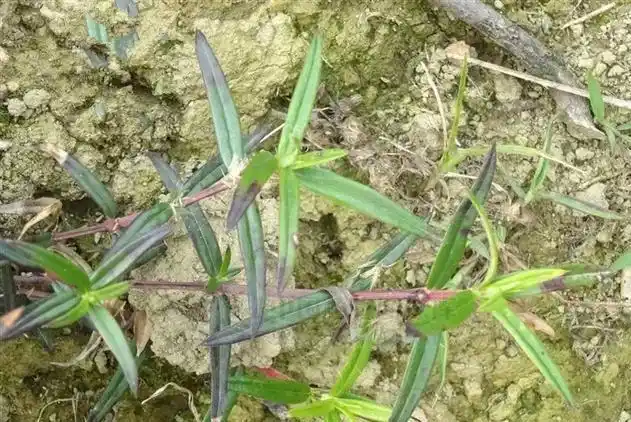 虾子草,见过吗?能清热解毒,消肿止痛