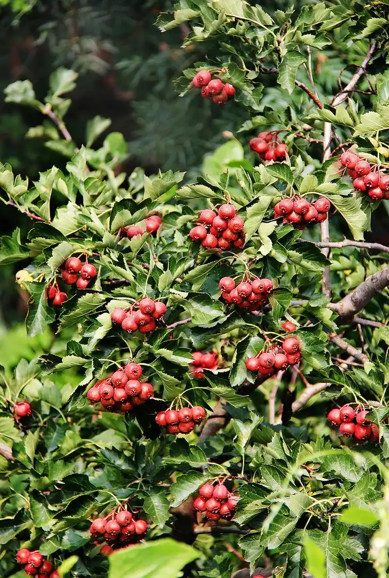 爷爷家后院的山楂树