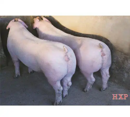 大约克夏猪|长白猪|杜洛克猪|长·大或大·长二元母猪|皮·杜公猪
