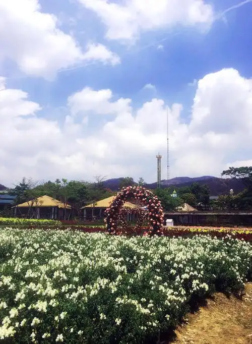 佛山高明盈香生态园觅影记之二-蜂鸟影赛