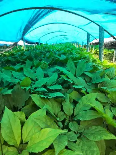 魅力补品,人参,西洋参