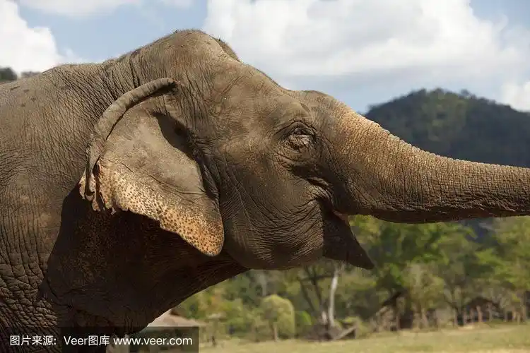 亚洲大象的头