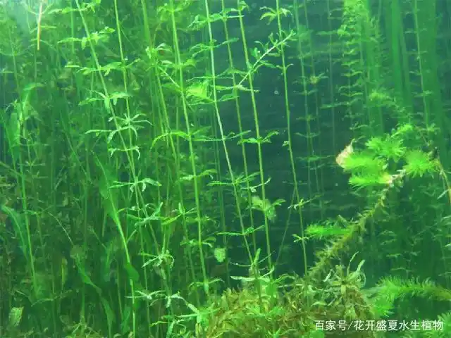 沉水植物种苗大全
