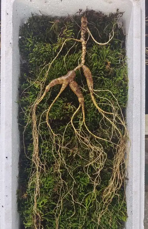 东北吉林30年野山参林下参鲜人参籽货泡酒煲汤500g移山参 红色 100g